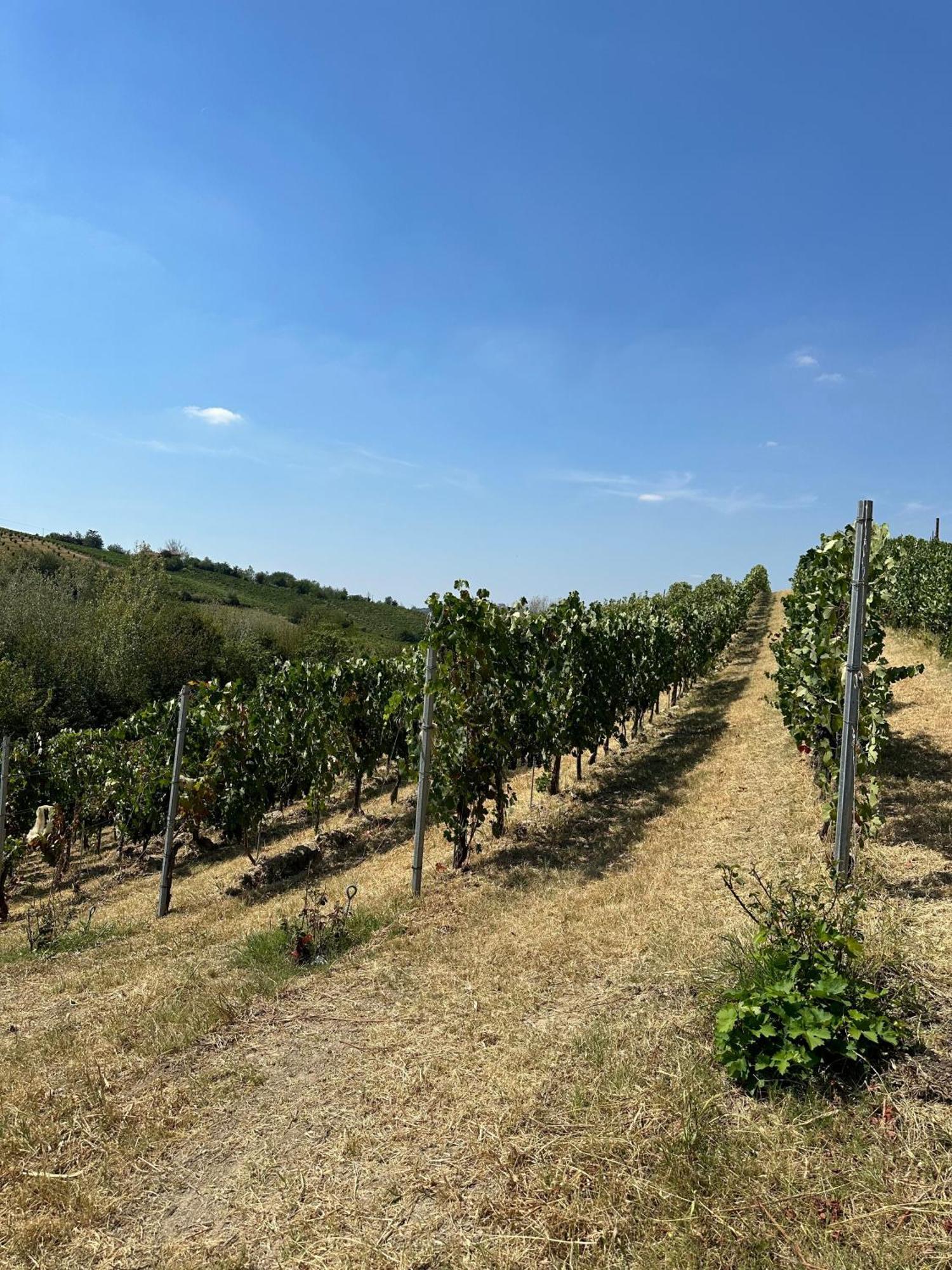 Cadgal - Tenuta La Cova Calamandrana Dış mekan fotoğraf